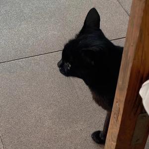 如果你冷（片段cover）