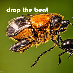 Drop the Beat