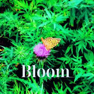 Bloom（绽放）