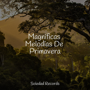 Meditación Sin Consolidar