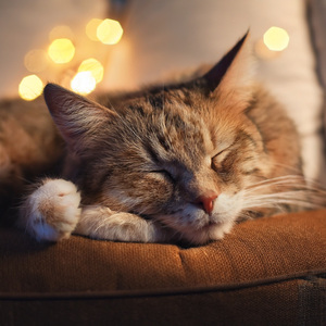 Ronroneos Suaves Ritmos Suaves