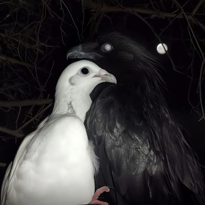 Pioson Freestyle（Prod.Keerad）