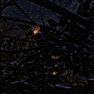 春雨醉相思