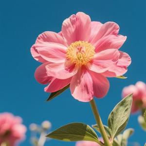 你不必是一朵花 (一路风景一路看 Remix)