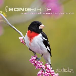 Red-Winged Blackbird