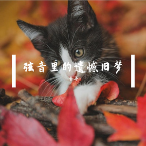 弦音里的遗憾旧梦