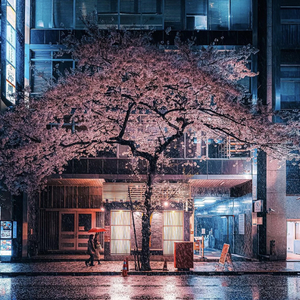 夜樱叹