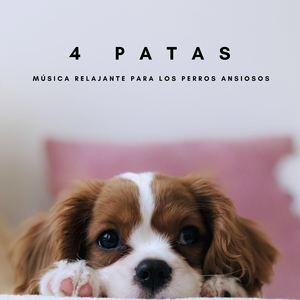 Música Para Los Gatos Ronroneando