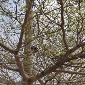 紧紧（cover大笑）