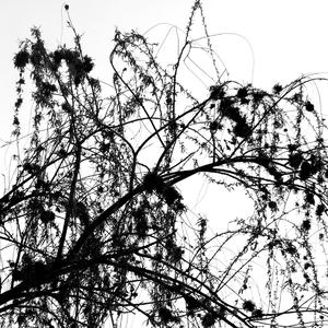 Tifkechy et haéinaim