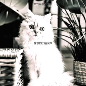 抚慰的睡猫回忆