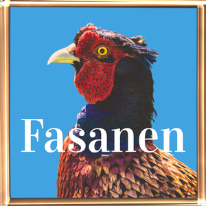 Fasanen