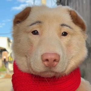 我是图图小淘气(匣子变异版)