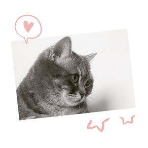 小仙女是不喝酒的