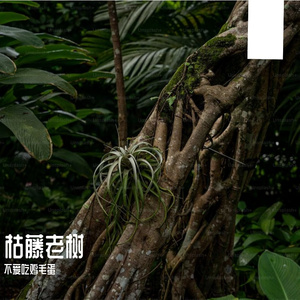 枯藤老树