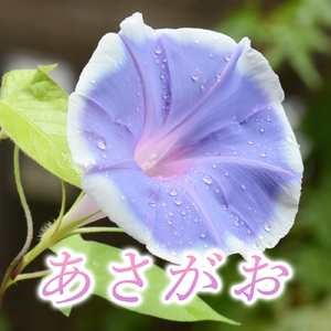 あさがお (Cover)