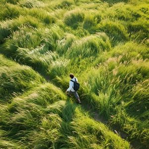 自由的风