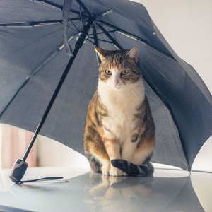 Thunderous Serenade For Serene Cats