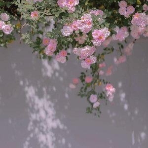 芳华慢+霜雪千年