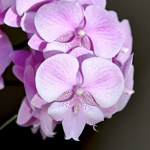 1_WAV文件_邂逅花园里_63423502899141636_1761833727530.wav