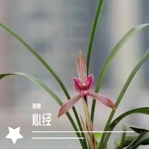 心经-姚晓晴mix(5)（翻自 王菲）
