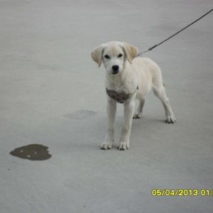 有你每天都甜香