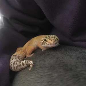 想想（Cover 何欣穗）