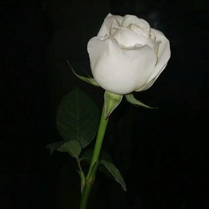 光阴滤镜下的真心