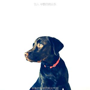 优美小狗器乐