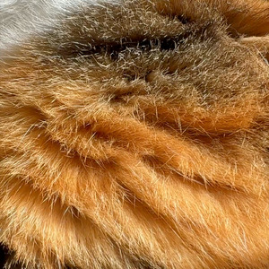 けわれのわれめ