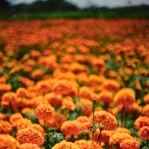 Cempasúchil (Marigold)