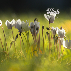 Wish