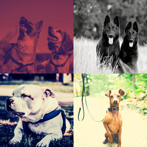 柔和的小狗时刻