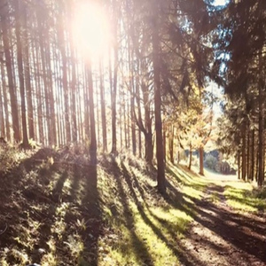 Le périple de la vie