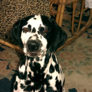 Piosenka dla Justyny Steczkowskiej