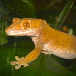 gecko