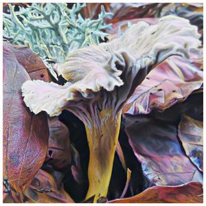 Miss Chanterelle (feat. Djola)