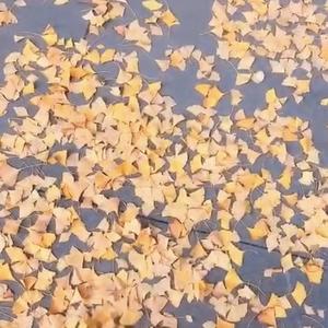 但是不必了(prod.by.BLACKFAT)