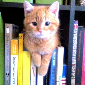 舌尖上的哈基米(抽象藕饼)