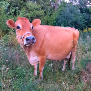 Mamma I Need a Moo Moo Cow