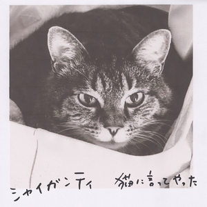 猫に言ってやった