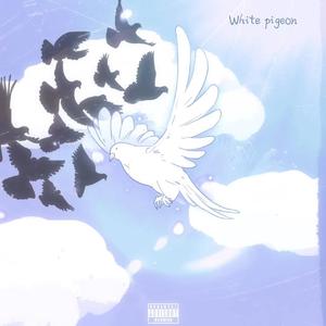 白鸽