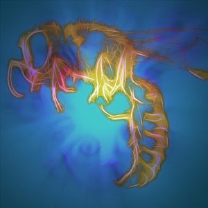 Superwhip (1992 Tadpoles Demo)