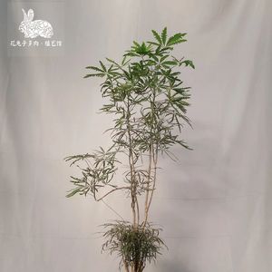 《班卓琴与吉他奏响的荒野冒险乐029