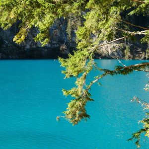 单恋一枝花（抖音热播版）