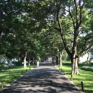 Freer Than a Butterfly