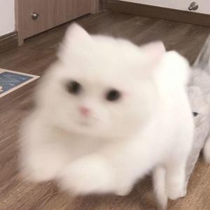 爱殇