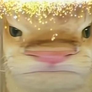 pimmie's dilemma (sped up)