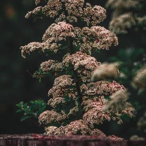 Joseph (Lockdown Demo) (Lockdown Demo) (Lockdown Demo)