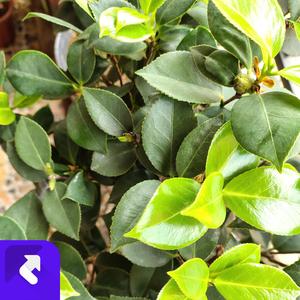 像一道彩虹 (现场)